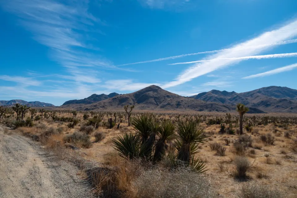 Desert Trail