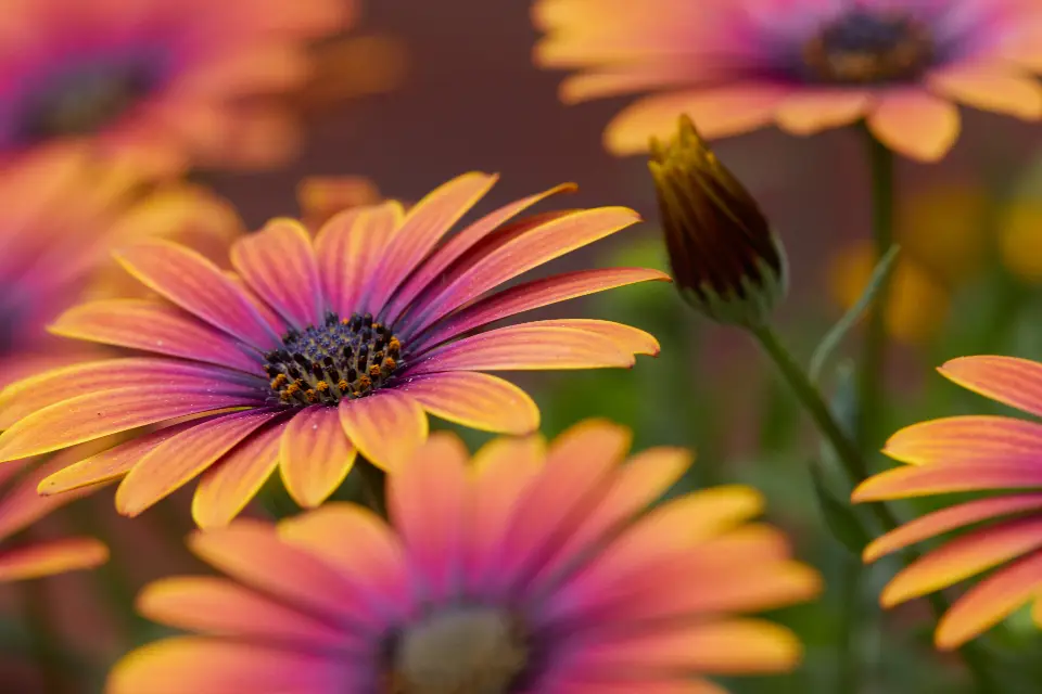 Garden day
